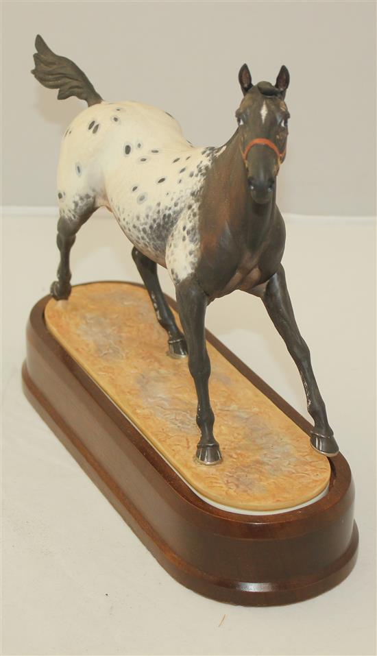 A Royal Worcester model of an Appaloosa Stallion, modelled by Doris Lindner, c.1969, 26cm